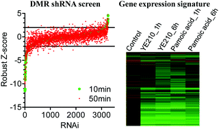 Graphical abstract: Chemical genomic analysis of GPR35 signaling