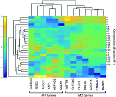 Graphical abstract: Deconvolution of heterogeneous wound tissue samples into relative macrophage phenotype composition via models based on gene expression