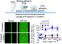 Graphical abstract: P-Selectin and ICAM-1 synergy in mediating THP-1 monocyte adhesion in hemodynamic flow is length dependent