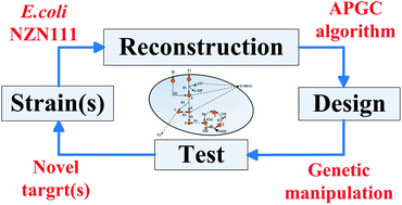 Graphical abstract: Model-guided identification of novel gene amplification targets for improving succinate production in Escherichia coli NZN111