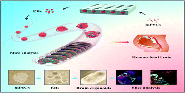 Graphical abstract: A hollow fiber system for simple generation of human brain organoids