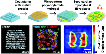 Graphical abstract: Engineering micromyocardium to delineate cellular and extracellular regulation of myocardial tissue contractility