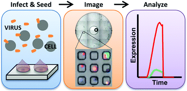 Graphical abstract: Quantitative profiling of innate immune activation by viral infection in single cells