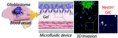 Graphical abstract: Endothelium-induced three-dimensional invasion of heterogeneous glioma initiating cells in a microfluidic coculture platform