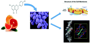 Graphical abstract: Membrane and genomic DNA dual-targeting of citrus flavonoid naringenin against Staphylococcus aureus