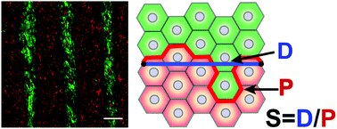 Graphical abstract: Modulation of cellular polarization and migration by ephrin/Eph signal-mediated boundary formation