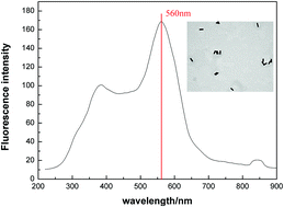 Graphical abstract: Detection of microalgae superoxide dismutase (SOD) using a GNRs-based resonance light scattering system