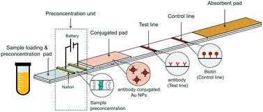 Graphical abstract: Battery operated preconcentration-assisted lateral flow assay