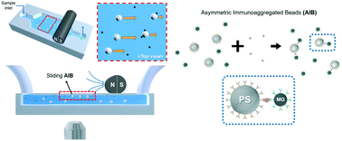 Graphical abstract: Asymmetric bead aggregation for microfluidic immunodetection