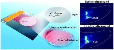 Graphical abstract: Ultrasound neuro-modulation chip: activation of sensory neurons in Caenorhabditis elegans by surface acoustic waves