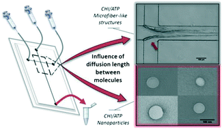 Graphical abstract: Effects of diffusion and mixing pattern on microfluidic-assisted synthesis of chitosan/ATP nanoparticles