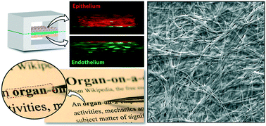 Graphical abstract: Native extracellular matrix-derived semipermeable, optically transparent, and inexpensive membrane inserts for microfluidic cell culture