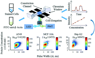 Graphical abstract: A microfluidic flow cytometer enabling absolute quantification of single-cell intracellular proteins