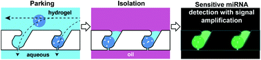 Graphical abstract: Microparticle parking and isolation for highly sensitive microRNA detection