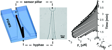 Graphical abstract: An elastomeric micropillar platform for the study of protrusive forces in hyphal invasion