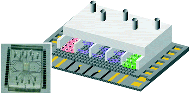 Graphical abstract: A compartmentalized microfluidic chip with crisscross microgrooves and electrophysiological electrodes for modeling the blood–retinal barrier
