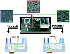 Graphical abstract: Configurable microfluidic platform for investigating therapeutic delivery from biomedical device coatings