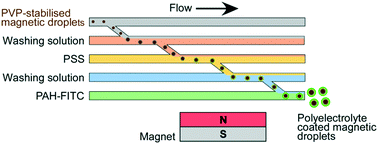 Graphical abstract: On-chip polyelectrolyte coating onto magnetic droplets – towards continuous flow assembly of drug delivery capsules