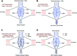 Graphical abstract: High-efficiency single cell encapsulation and size selective capture of cells in picoliter droplets based on hydrodynamic micro-vortices