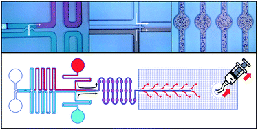 Graphical abstract: A robust, portable and backflow-free micromixing device based on both capillary- and vacuum-driven flows