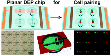 Graphical abstract: A planar dielectrophoresis-based chip for high-throughput cell pairing