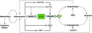 Graphical abstract: Systems-level organization of non-alcoholic fatty liver disease progression network