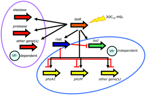 Graphical abstract: The multi-output incoherent feedforward loop constituted by the transcriptional regulators LasR and RsaL confers robustness to a subset of quorum sensing genes in Pseudomonas aeruginosa