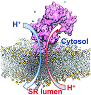 Graphical abstract: The Ca2+-ATPase pump facilitates bidirectional proton transport across the sarco/endoplasmic reticulum