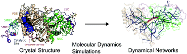 Graphical abstract: Characterization of the structure, dynamics and allosteric pathways of human NPP1 in its free form and substrate-bound complex from molecular modeling