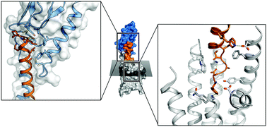 Graphical abstract: Dynamic properties of the growth hormone releasing hormone receptor (GHRHR) and molecular determinants of GHRH binding