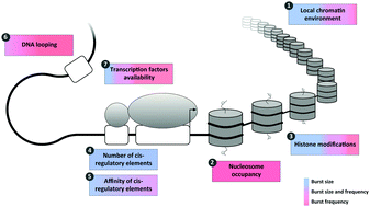 Graphical abstract: What shapes eukaryotic transcriptional bursting?