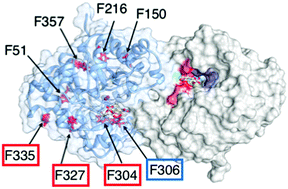 Graphical abstract: Impact of phenylalanines outside the dimer interface on phosphotriesterase stability and function