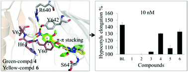 Graphical abstract: Structure based in silico identification of potentially non-steroidal brassinosteroids mimics