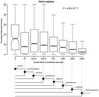 Graphical abstract: Protein intrinsic disorder negatively associates with gene age in different eukaryotic lineages