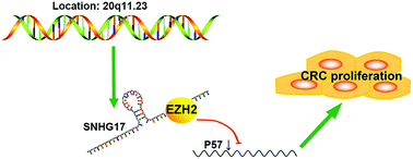 Graphical abstract: Long non-coding RNA SNHG17 is an unfavourable prognostic factor and promotes cell proliferation by epigenetically silencing P57 in colorectal cancer