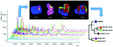 Graphical abstract: MALDI MS imaging investigation of the host response to visceral leishmaniasis