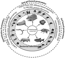 Graphical abstract: Model system based proteomics to understand the host response during bacterial infections