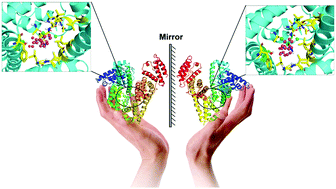 Graphical abstract: Enantioselective recognition of an isomeric ligand by a biomolecule: mechanistic insights into static and dynamic enantiomeric behavior and structural flexibility