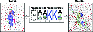 Graphical abstract: Conformational heterogeneity in tails of DNA-binding proteins is augmented by proline containing repeats