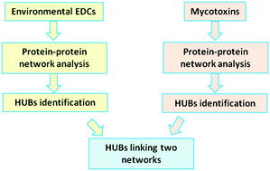 Graphical abstract: An interaction network approach to study the correlation between endocrine disrupting chemicals and breast cancer