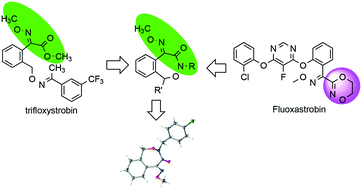 Graphical abstract: Design, synthesis, crystal structure and fungicidal activity of (E)-5-(methoxyimino)-3,5-dihydrobenzo[e][1,2]oxazepin-4(1H)-one analogues