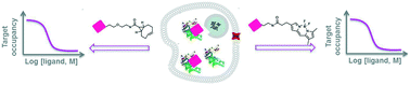 Graphical abstract: Development of inverse electron demand Diels–Alder ligation and TR-FRET assays for the determination of ligand–protein target occupancy in live cells