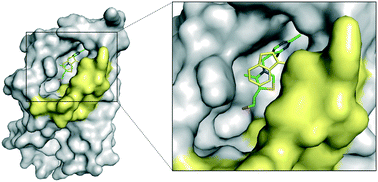 Graphical abstract: Insight into the complete substrate-binding pocket of ThiT by chemical and genetic mutations