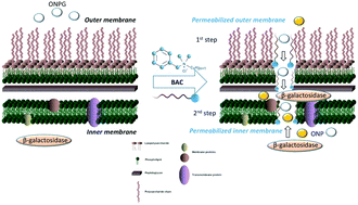 Graphical abstract: Adaptation of a bacterial membrane permeabilization assay for quantitative evaluation of benzalkonium chloride as a membrane-disrupting agent