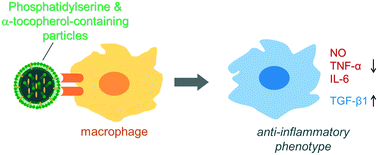 Graphical abstract: Synergic modulation of the inflammatory state of macrophages utilizing anti-oxidant and phosphatidylserine-containing polymer–lipid hybrid nanoparticles