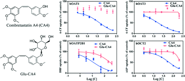 Graphical abstract: Deciphering the origins of molecular toxicity of combretastatin A4 and its glycoconjugates: interactions with major drug transporters and their safety profiles in vitro and in vivo