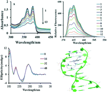 Graphical abstract: Study on the interaction between the 1,4,5,8-naphthalene diimide–spermine conjugate (NDIS) and DNA using a spectroscopic approach and molecular docking