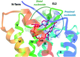 Graphical abstract: Pyrimidine nucleotides containing a (S)-methanocarba ring as P2Y6 receptor agonists