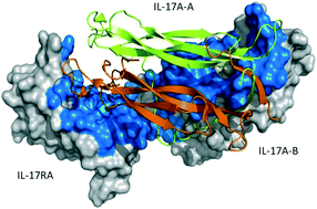 Graphical abstract: Artificial macrocycles as IL-17A/IL-17RA antagonists