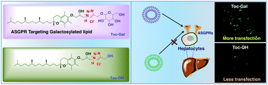 Graphical abstract: Hepatocellular targeted α-tocopherol based pH sensitive galactosylated lipids: design, synthesis and transfection studies